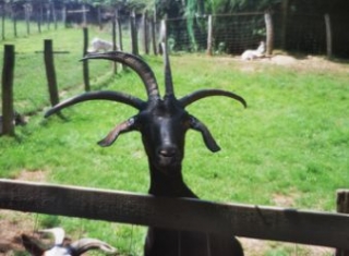  Tierpark im 64 